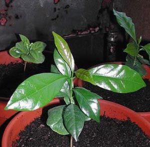 Kávovník arabský-Coffea arabica