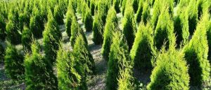 Tuja Thuja Smaragd