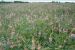 Semená krmovina Vičenec vikolistý ligrus - ludovo Šparga obrázok 2