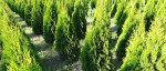 Tuja Thuja Smaragd – fotka 2
