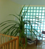 Palma Pandanus – fotka 2