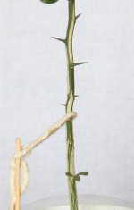 Poncirus trifoliata – fotka 2