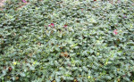 Tribulus terrestris /kotvičník zemný/ – fotka 2