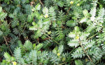 Tribulus terrestris /kotvičník zemný/ – fotka 3