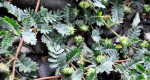 Tribulus terrestris /kotvičník zemný/ – fotka 4