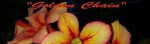 Adenium obesum - semená – fotka 2