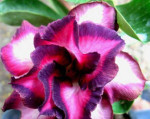 Adenium obesum - semená – fotka 3