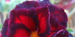 Adenium obesum - semená – fotka 4