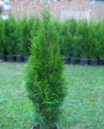 Tuja Smargd – fotka 2
