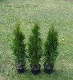 Tuja Smargd – fotka 3