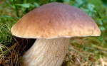 Hríby huby sadenice – fotka 2
