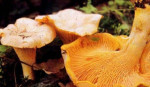 Kuriatko jedlé sadba – fotka 2