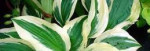 Predám rôzne okrasné rastliny ako napr: Aloe vera, Agáve – fotka 3